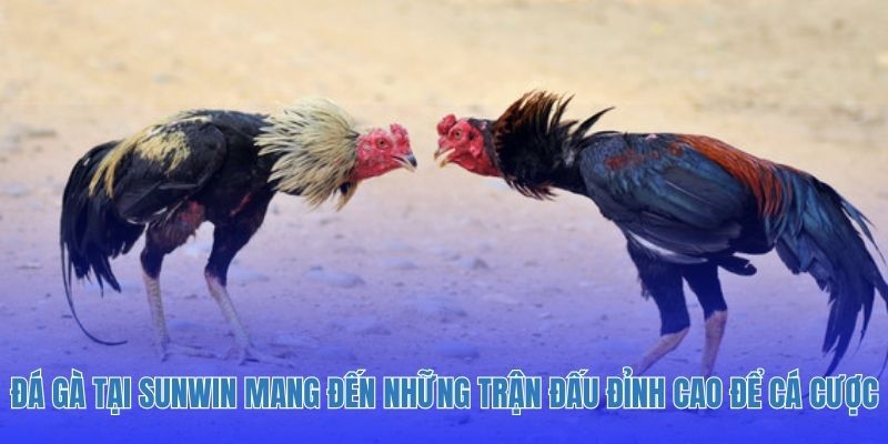 Đá gà tại Sunwin mang đến những trận đấu đỉnh cao để cá cược